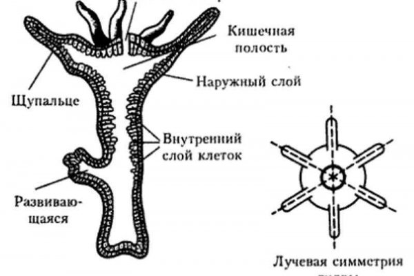 Кракен дарк сайт